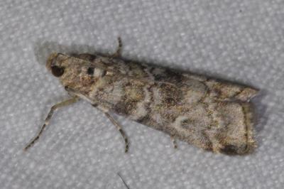 Dioryctria abietella