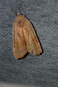 <i>Noctua fimbriata</i>