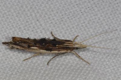 <i>Ypsolopha scabrella</i>