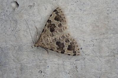 <i>Alucita hexadactyla</i>