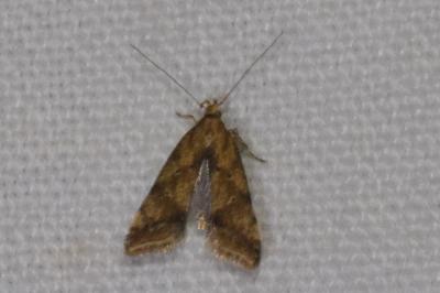<i>Brachmia blandella</i>