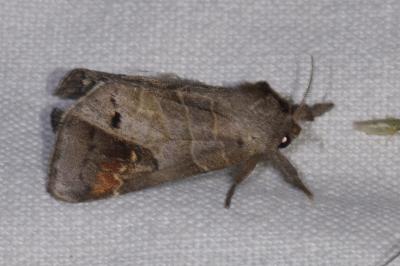 Clostera anachoreta