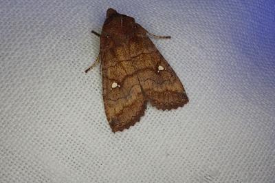 <i>Eupsilia transversa</i>