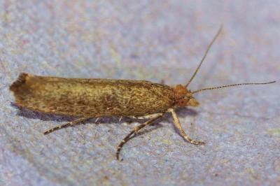 <i>Ypsolopha ustella</i>