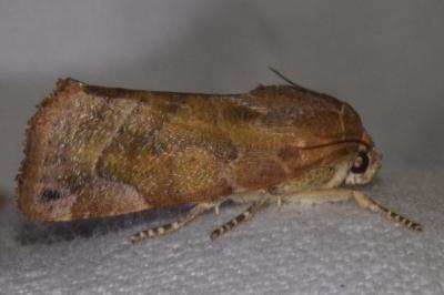 <i>Cosmia affinis</i>