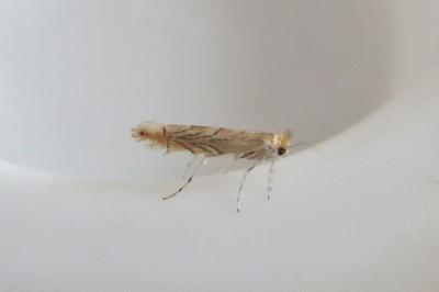 <i>Phyllonorycter messaniella</i>