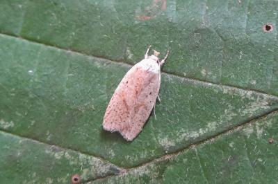 <i>Agonopterix nervosa</i>