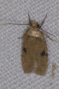 <i>Agonopterix propinquella</i>