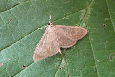<i>Patania ruralis</i>