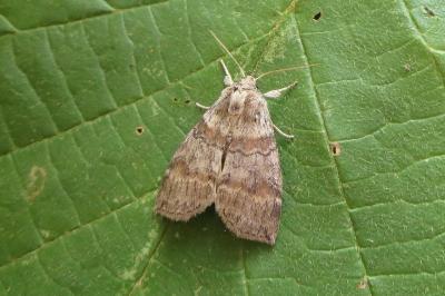 <i>Cymatophorina diluta</i>