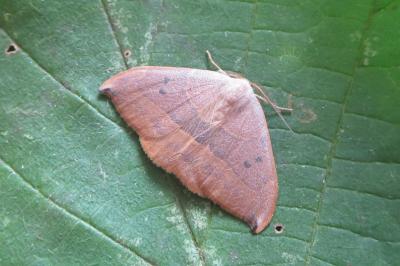 <i>Watsonalla uncinula</i>