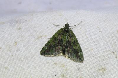 <i>Chloroclysta siterata</i>