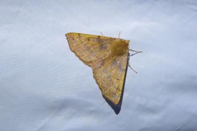 <i>Colotois pennaria</i>
