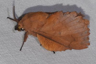 <i>Gastropacha quercifolia</i>
