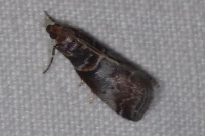 <i>Acrobasis advenella</i>