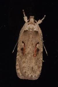 <i>Agonopterix ocellana</i>