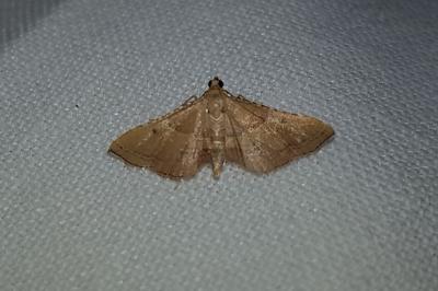 <i>Endotricha flammealis</i>