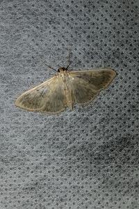 <i>Patania ruralis</i>