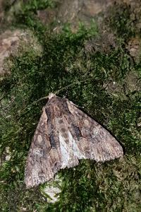 <i>Mniotype solieri</i>