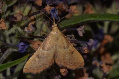 <i>Endotricha flammealis</i>
