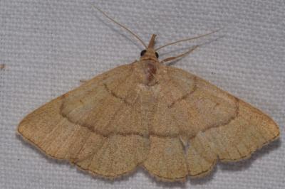 <i>Paracolax tristalis</i>