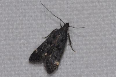 <i>Dichomeris alacella</i>