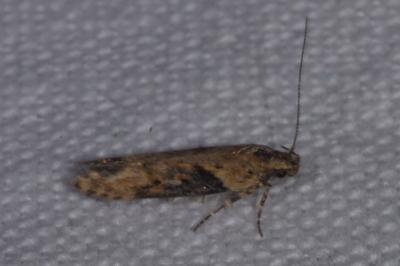 <i>Scrobipalpa costella</i>