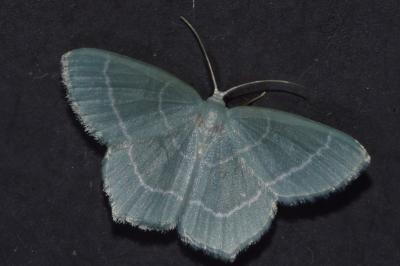 <i>Jodis lactearia</i>