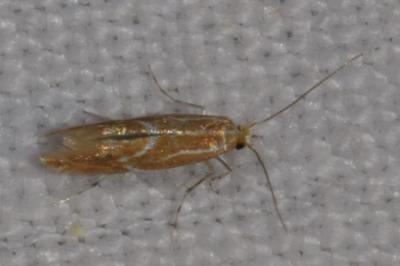 <i>Phyllonorycter corylifoliella</i>