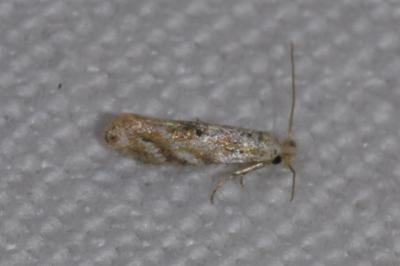 <i>Bucculatrix bechsteinella</i>