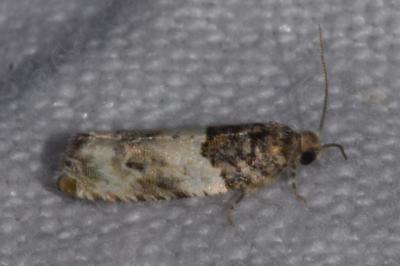 <i>Gypsonoma dealbana</i>