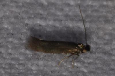 <i>Bucculatrix nigricomella</i>