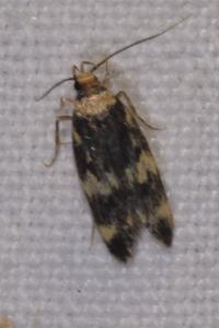 <i>Oegoconia</i>