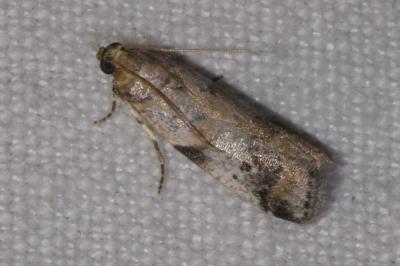 <i>Acrobasis fallouella/glaucella</i>