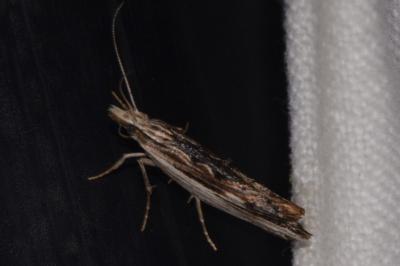 <i>Ypsolopha scabrella</i>