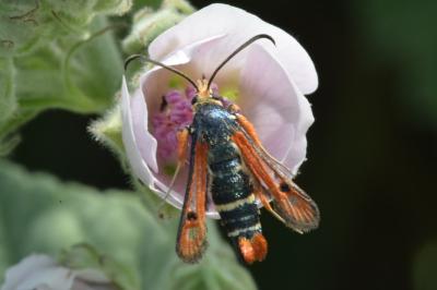 <i>Pyropteron chrysidiforme</i>