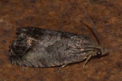<i>Cydia splendana</i>