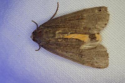 <i>Noctua pronuba</i>