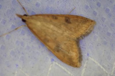 <i>Udea ferrugalis</i>