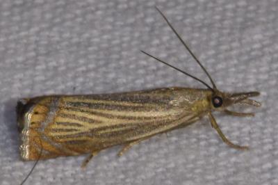 <i>Chrysoteuchia culmella</i>