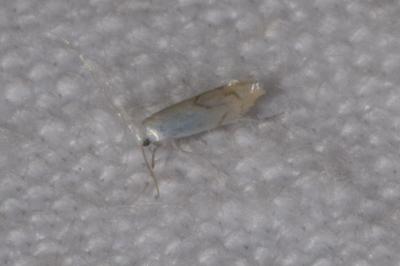 <i>Phyllonorycter harrisella</i>
