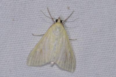 <i>Sitochroa palealis</i>
