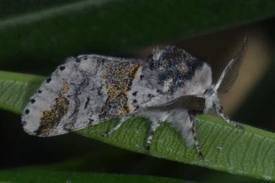 <i>Furcula furcula</i>