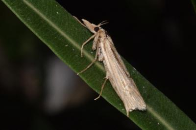 <i>Ancylolomia tentaculella</i>