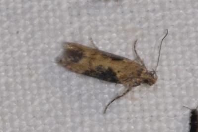 <i>Scrobipalpa costella</i>