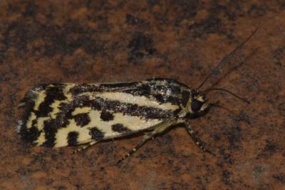 <i>Emmelia trabealis</i>