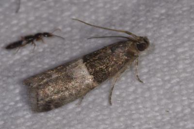 <i>Elegia atrifasciella</i>