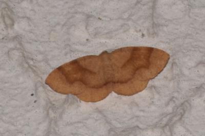 <i>Plagodis pulveraria</i>