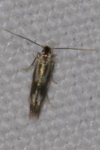 <i>Bucculatrix nigricomella</i>