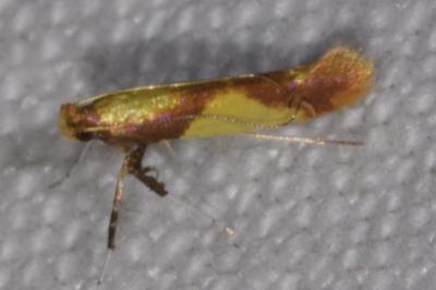 <i>Caloptilia alchimiella</i>